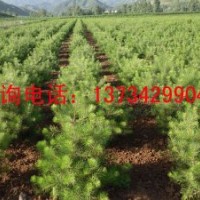 薄皮核桃苗價(jià)格 2012年核桃苗價(jià)格