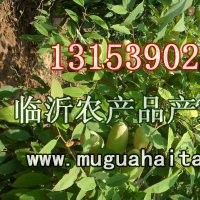 出售：北美海棠樹苗木