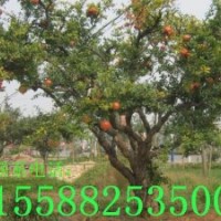 供應(yīng)石榴樹(shù)