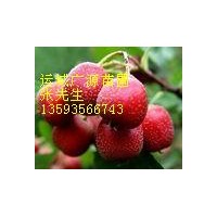 山楂供應(yīng)運(yùn)城廣源苗木合作社