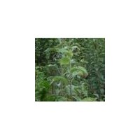 山西蘋果苗 矮化蘋果苗 富士蘋果苗