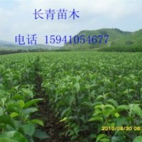 寒富蘋果苗，自家寒富蘋果苗