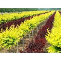 吉林果樹(shù)苗