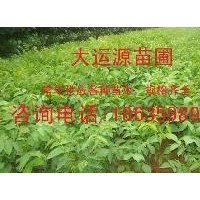 供應(yīng)核桃苗、核桃苗價(jià)格、薄皮核桃苗價(jià)格
