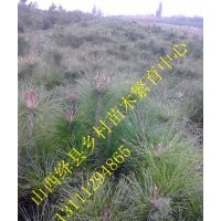 優(yōu)質(zhì)國槐苗 油松 白皮松 哪里有 蘋果樹 桃樹價格