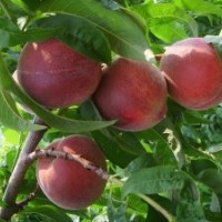 批發(fā)銷售桃樹苗、柿子樹苗10多種苗木