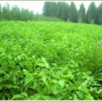 核桃苗！核桃樹(shù)苗-薄皮核桃苗