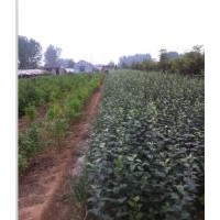 山東蘋果苗，蘋果苗成品苗價(jià)格，紅富士蘋果苗