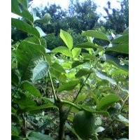 山西核桃苗，蘋果苗，山桃，山杏，山楂樹(shù)，柿子樹(shù)