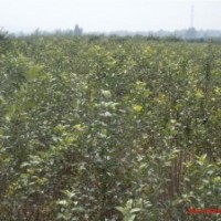 供應(yīng)蘋果苗 桃樹苗等經(jīng)濟類苗木果品類