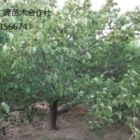 山桃樹出售、優(yōu)質(zhì)3-5公分山桃樹低價(jià)大量供應(yīng)