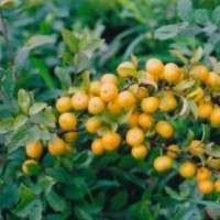 蘋果苗 山楂苗 葡萄苗 鈣果苗 櫻桃苗