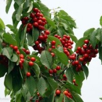 南方大櫻桃苗供應 山東大櫻桃苗木基地