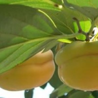 山西優(yōu)質(zhì)柿子苗