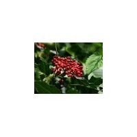 供應山西花椒苗價格、花椒苗基地銷售