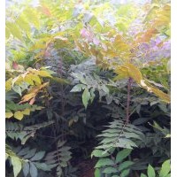 供應(yīng)美國山核桃嫁接苗12萬株