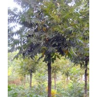 供應(yīng)米徑8-20公分美國山核桃樹