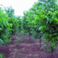 供應(yīng)美國山核桃接穗80萬接芽