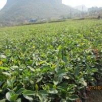 供應(yīng)高產(chǎn)油茶苗