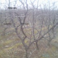 山西棗樹(shù)苗 供應(yīng)3-12公分棗樹(shù)苗