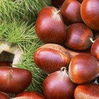 山東高級(jí)獨(dú)特板栗苗