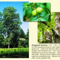 供應(yīng)小糙皮山核桃嫁接苗