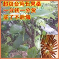 新品促銷(xiāo) 橄欖、酸梅、四方柿、牛心柿、甜柿、板栗、等