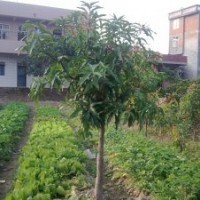 供應(yīng)一年生實(shí)生芒果苗 綠化占地工程用苗 廣西靈山果樹(shù)苗木批發(fā)