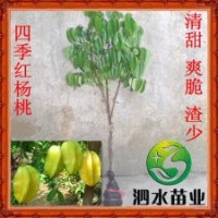 供應(yīng)新品種馬來(lái)西亞四季紅楊桃嫁接種苗果大汁多 盆栽果樹(shù)苗木批