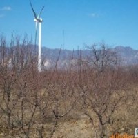 3公分核桃樹4公分桃樹5公分梨樹