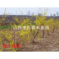 供應(yīng)鈣果苗 花椒苗文冠苗杜仲苗連翹苗