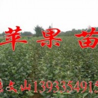 富士蘋果苗，秦皇島蘋果苗，3-4公分蘋果苗-河北苗圃基地