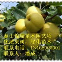梨樹|梨樹苗