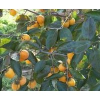 供應(yīng)占地柿子樹 綠化柿子樹 磨盤柿子樹價格