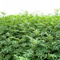 供應(yīng)和桃子，山楂籽，油松籽，國槐籽，山桃籽