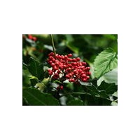 花椒苗\鈣果苗\刺槐國槐\紫穗槐\核桃苗\山杏苗\香椿苗