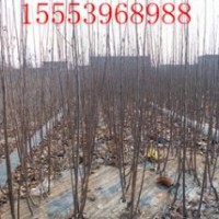 出售紅富士蘋(píng)果苗、嘎啦蘋(píng)果苗、美國(guó)8號(hào)蘋(píng)果苗