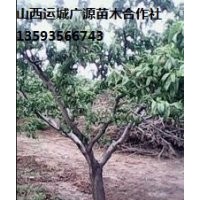 桃樹出售、5-8公分桃樹、占地樹大量優(yōu)惠價格供應(yīng)