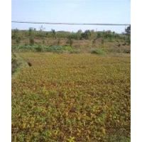 供應(yīng) 板栗苗 核桃苗 梨苗