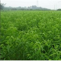 桃樹苗、供應(yīng)桃樹苗