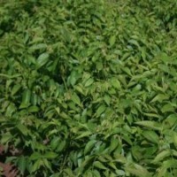 供應(yīng)棗樹(shù)苗、棗樹(shù)苗