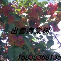 出售八棱海棠樹