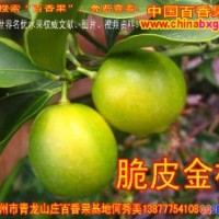 供應四季脆皮金橘種苗