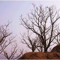 [ 供應 ] 山楂樹。10-25公分, 10萬珠 。型好、皮光， 欲購從速