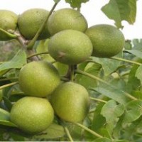 核桃樹，核桃樹種植，3.5米核桃樹