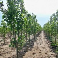 八棱海棠樹最新報價