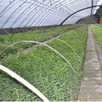 火熱八月低價出售優(yōu)質(zhì)藍(lán)莓苔蘚苗木