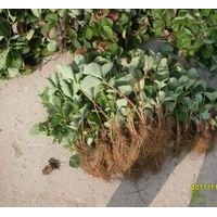 二代草莓苗 老季草莓苗 風(fēng)采草莓苗