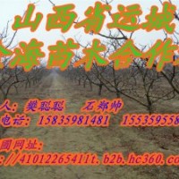 供應(yīng)各種規(guī)格是山楂樹，山杏樹，山桃樹，蘋果樹，