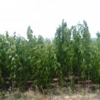 供應(yīng)桑樹